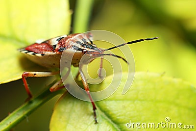 Insect beetle Stock Photo