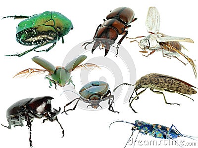 Insect beetle collection set Stock Photo