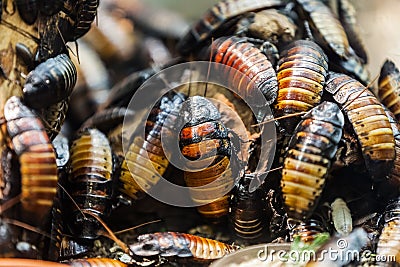 Insect beetle heap Stock Photo