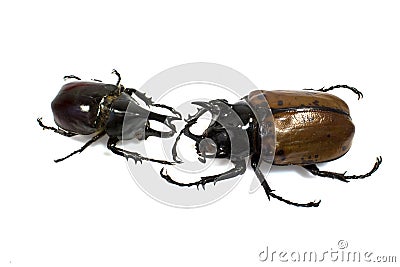 Insect, beetle, rhino beetle bug Stock Photo