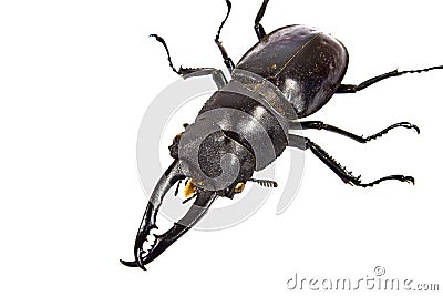 Insect, beetle, rhino beetle bug Stock Photo