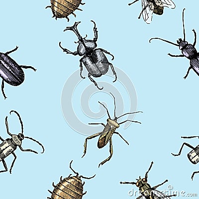 Insect beetle seamless pattern, background with engraved animal hand drawn style Vector Illustration