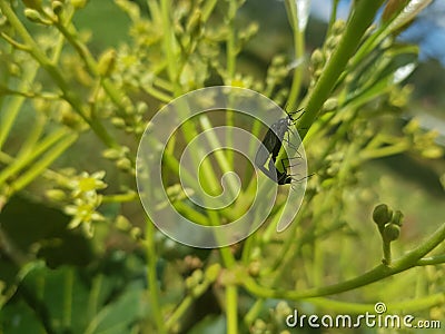  insect branch nature intercourse Stock Photo