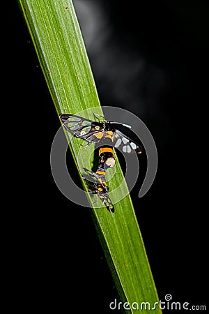 Insect breeding on the green leaf Stock Photo