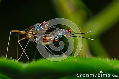 Insect are Breeding on the leaves,Insect, Breeding. Stock Photo