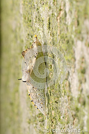 Insect butterfly cocoon Stock Photo