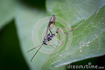 Insect of the Campopleginae subfamily Stock Photo