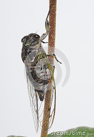 Insect, Cicada Stock Photo