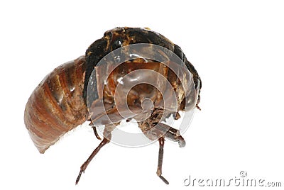 Insect cicada eclosion Stock Photo