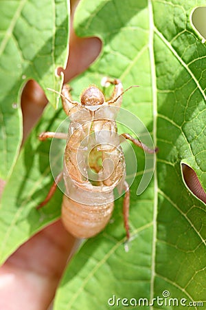 Insect cicada in moult. Stock Photo