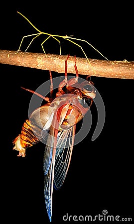 Insect cicada and walking stick bug Stock Photo