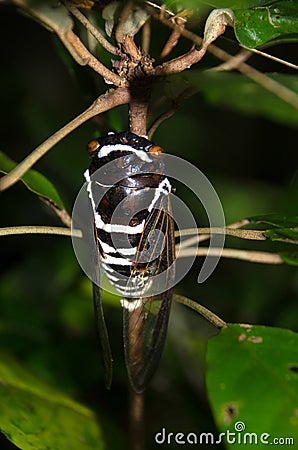 Insect Cicadidae family of cicadas. Cicadidae on the tree trunk. Traveling concept. Thailand Stock Photo