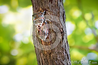 Insect Cicadidae family of cicadas. Cicadoidea insect. Eukaryota Animalia Arthropoda Tracheata Hexapoda Insecta Insecta Stock Photo