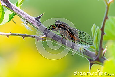 Insect Cicadidae family of cicadas on tree branch Stock Photo