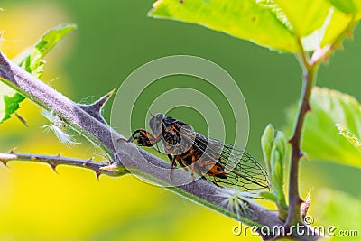 Insect Cicadidae family of cicadas on tree branch Stock Photo