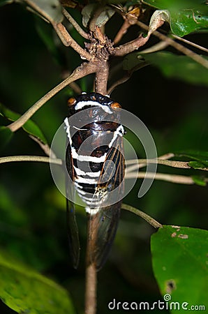 Insect Cicadidae family of cicadas. Cicadidae on the tree trunk. Traveling concept. Thailand Stock Photo