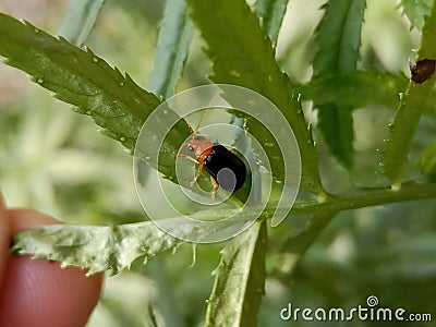 An insect climbing on a meri gold leaf Stock Photo