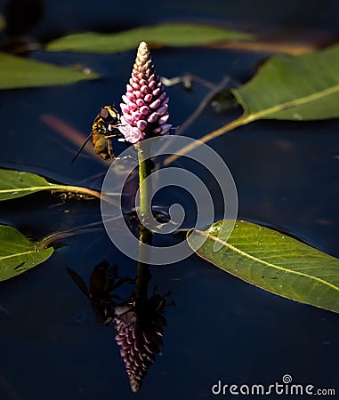 Insect clinging onto blooming water plant in the water. Stock Photo