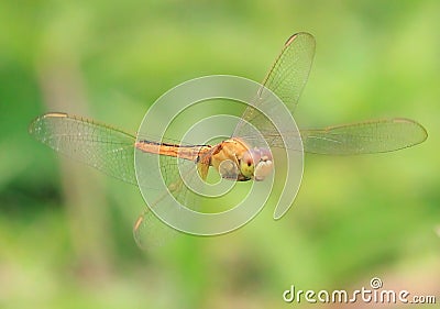 Dragonfly wings Stock Photo