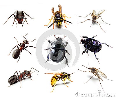 Insect collection Stock Photo