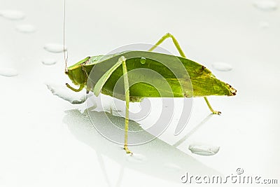 Leaf green leafhopper-Stilpnochlora couloniana Stock Photo
