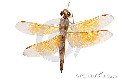 Insect dragonfly Stock Photo