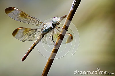 Insect - Dragonfly in Australia Stock Photo