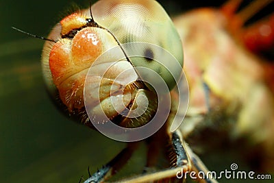 Insect dragonfly Stock Photo