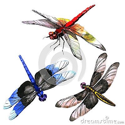 Insect dragonfly set in a watercolor style isolated. Stock Photo