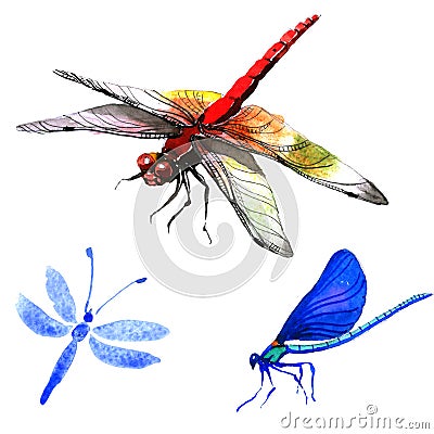 Insect dragonfly set in a watercolor style isolated. Stock Photo