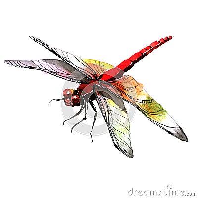 Insect dragonfly in a watercolor style isolated. Stock Photo