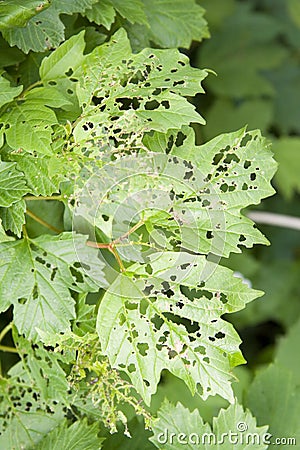 Insect eaten Leaves Stock Photo