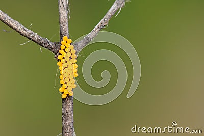 Insect eggs Stock Photo