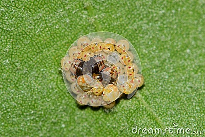 Insect eggs hatching on a leaf. Stock Photo