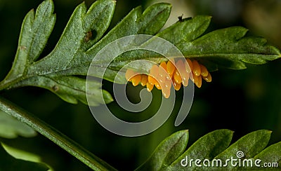 Insect eggs Stock Photo