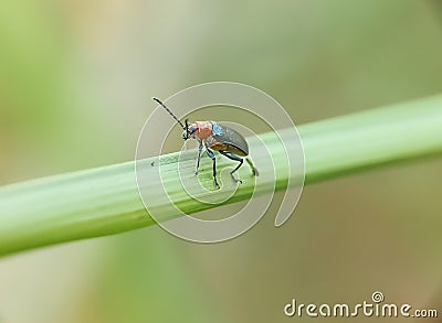 Insect Flea beetle Stock Photo