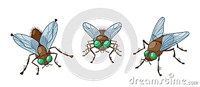 Insect Flies Front and Top View. Agile, Winged Arthropods With Six Legs And Compound Eyes., Play Crucial Roles Vector Illustration