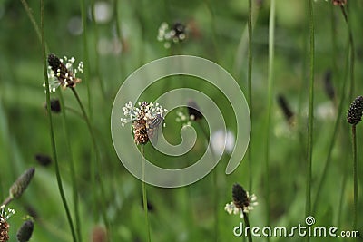 insect on the flower of a narrowleaf plantain Stock Photo