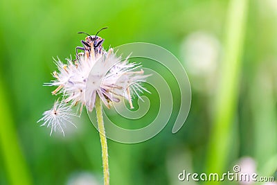 Insect Stock Photo