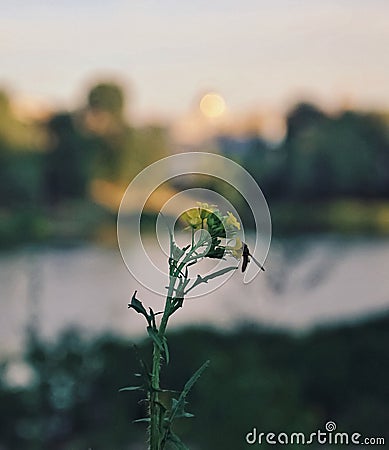 Insect and flower, yellow flower, beautiful view, summer atmosphere, summer vibes Stock Photo