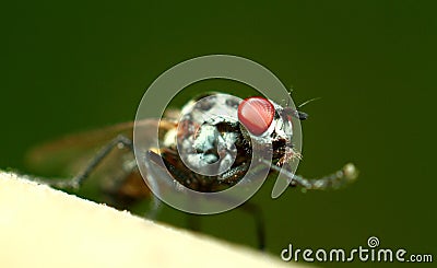 Insect fly Stock Photo