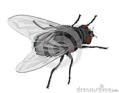 Insect fly isolated on white background. Vector Illustration