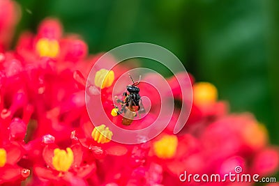 Insect flying Stock Photo