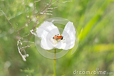 Insect four-point beetle on a white flower Stock Photo