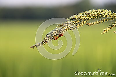 Insect and grass top on a green background Stock Photo
