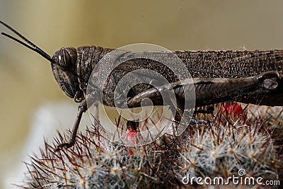 Insect - grasshopper Stock Photo