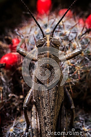 Insect - grasshopper Stock Photo