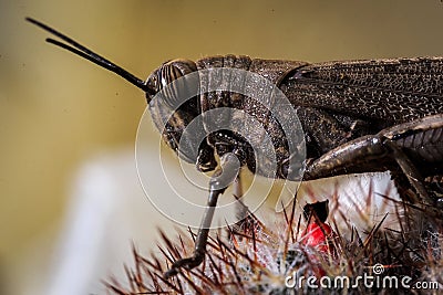 Insect - grasshopper Stock Photo