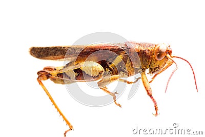 Insect grasshopper locust Stock Photo