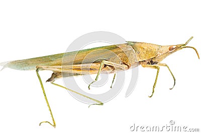 Insect grasshopper locust Stock Photo